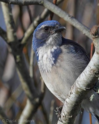 Western Scrub-Jay