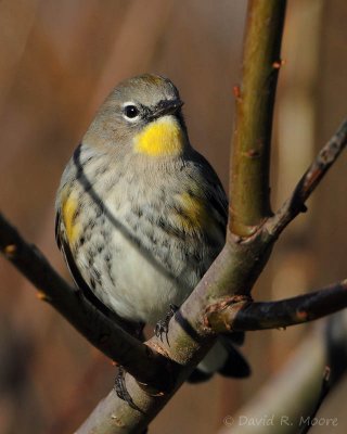 Yellow-rumped Warbler