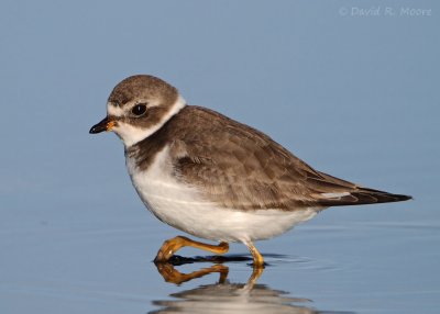 Semipalmated Plover