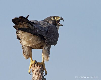 Peregrine Falcon, calling