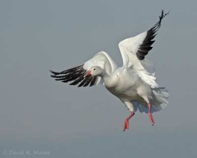 Snow Goose