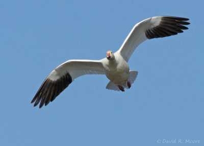 Snow Goose