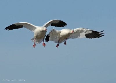 Snow Geese