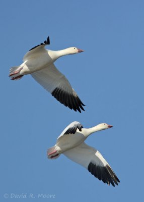 Snow Geese