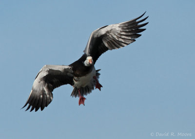 Snow Goose, blue morph