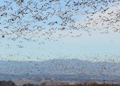 Layers of geese