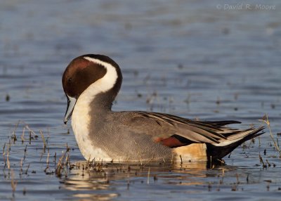 Northern Pintail