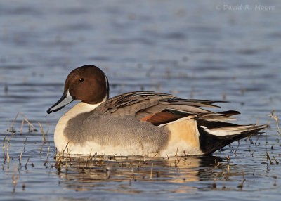 Northern Pintail