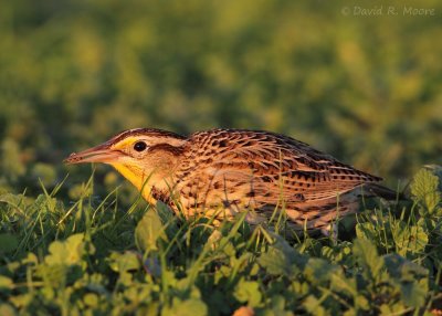Western Meadowlark