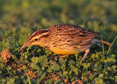 Western Meadowlark