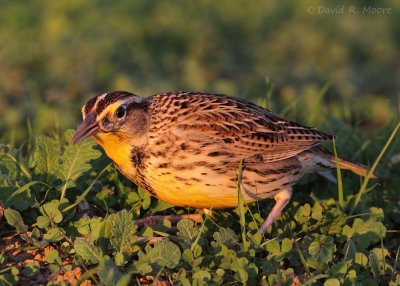 Western Meadowlark