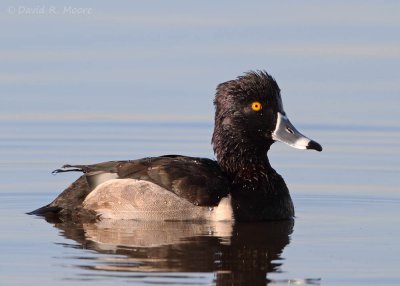 Ring-necked Duck