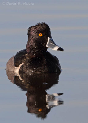 Ring-necked Duck