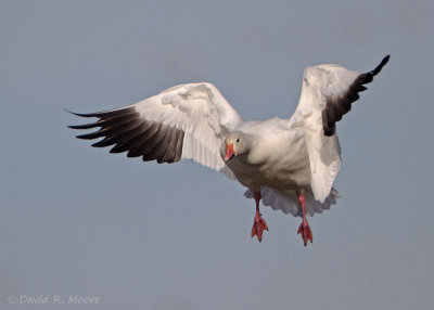 Snow Goose