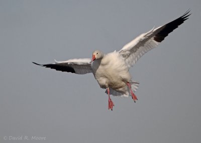 Snow Goose