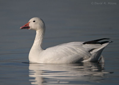 Snow Goose