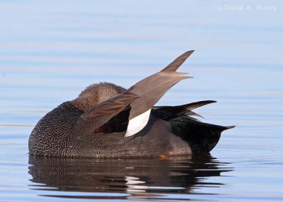 Gadwall