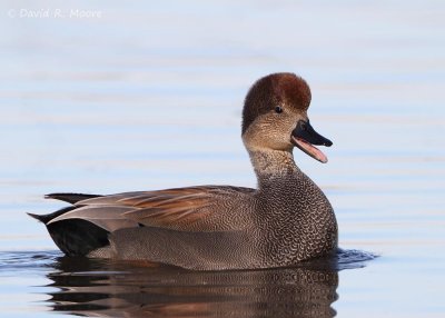 Gadwall