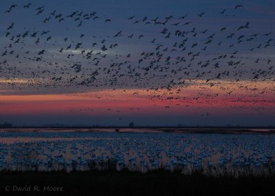 Snow Geese at sunrise