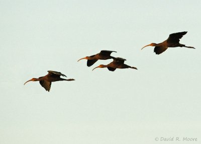 White-faced Ibises