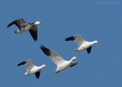 Snow, Ross's Geese