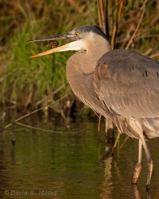 Great Blue Heron