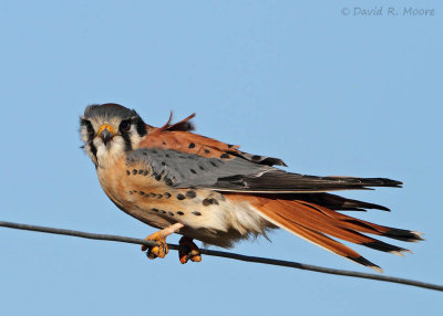 American Kestrel