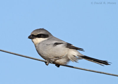 Loggerhead Shrike