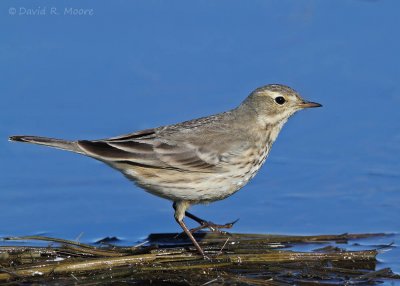 American Pipit