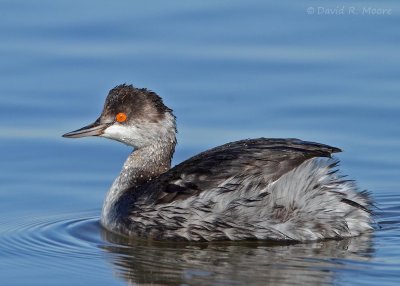 Eared Grebe