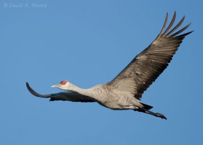 Sandhill Crane