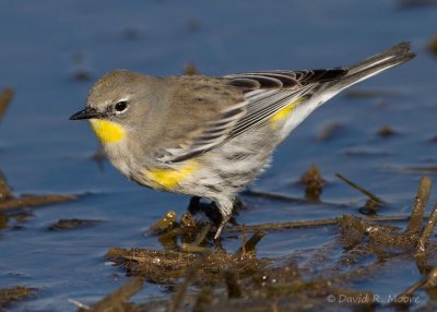 Yellow-rumped Warbler