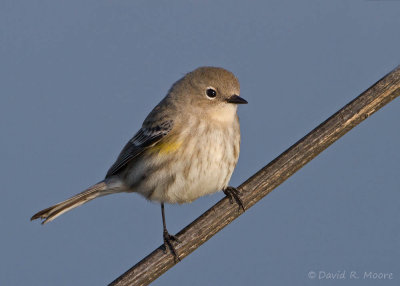 Yellow-rumped Warbler