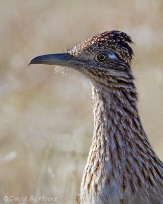 Greater Roadrunner