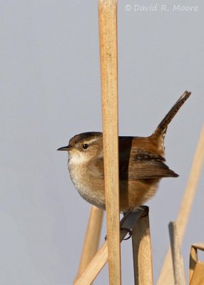 Marsh Wren