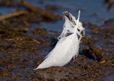 Castoff Snow Goose (?) feather