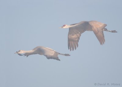 Sandhill Cranes