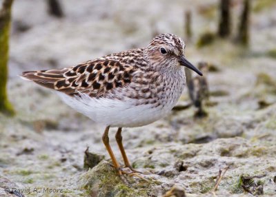 Least Sandpiper