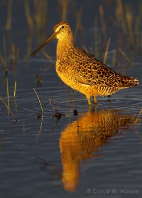 Sunset dowitcher