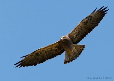 Swainson's Hawk, dark morph