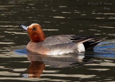 Eurasian Wigeon