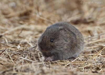 California Vole