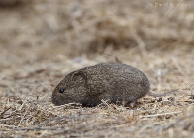 California Vole