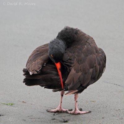 Black Oystercatcher