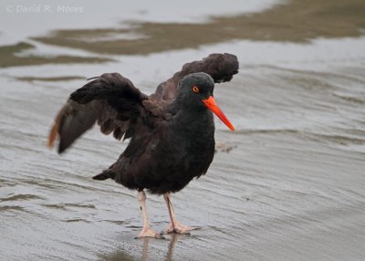 Black Oystercatcher