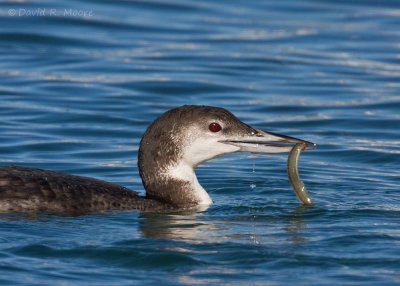 Common Loon