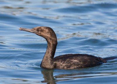 Pelagic Cormorant