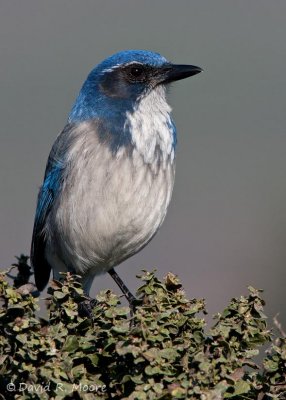 Western Scrub-Jay