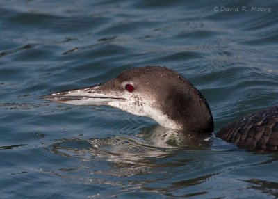 Common Loon