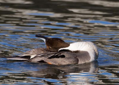 Northern Pintail